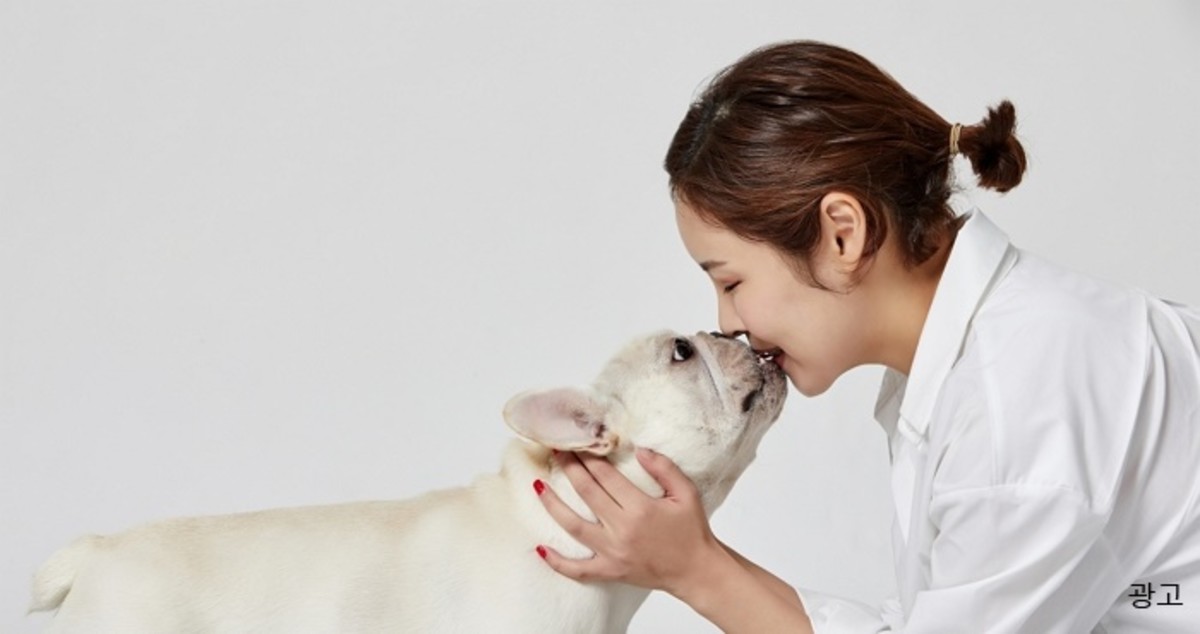“우리 댕냥이 생각하는 똑똑한 반려인이라면, 펫푸드 구입 전 ‘이것’ 꼭 체크하세요”