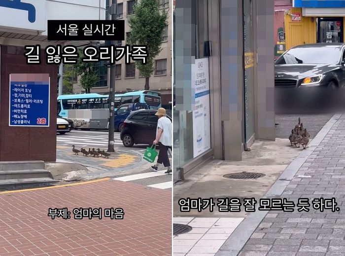 서울 시내 한복판서 길 잃었다가 시민들 도움받고 무사귀가한 오리 가족
