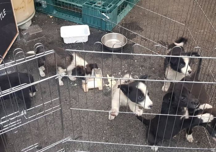 하수로에 폐기물처럼 버려진 강아지 8남매... “가족이 되어 안락사 위기에서 구해주세요” (영상)