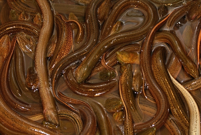 fish-1064497_1280.jpg