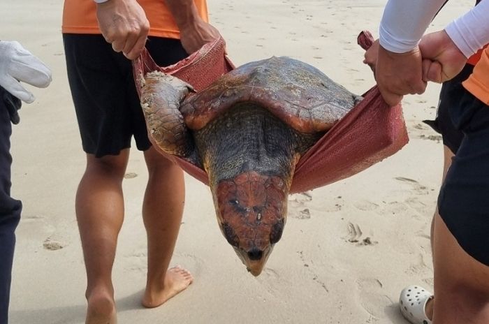 제주서 구조된 ‘멸종위기’ 붉은바다거북... 등딱지 21cm ‘골절상’ 있었다