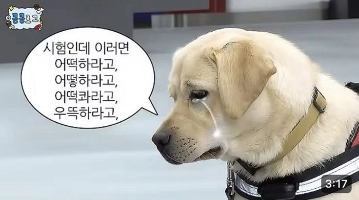 “돈까스 먹자더니, 뿌엥”... 관세청 마약 탐지견의 ‘킁킁로그’에 시청자 몰리는 이유