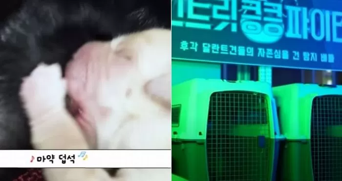 인사이트
