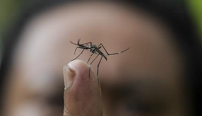 "가을 모기, 엘리베이터 타고 따뜻한 실내로 들어온다"