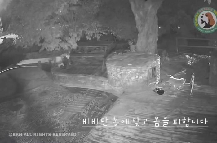 ‘반려견에 비비탄 난사’ 아들 사건 공론화되자, 피해자 찾아가 협박한 아빠의 최후