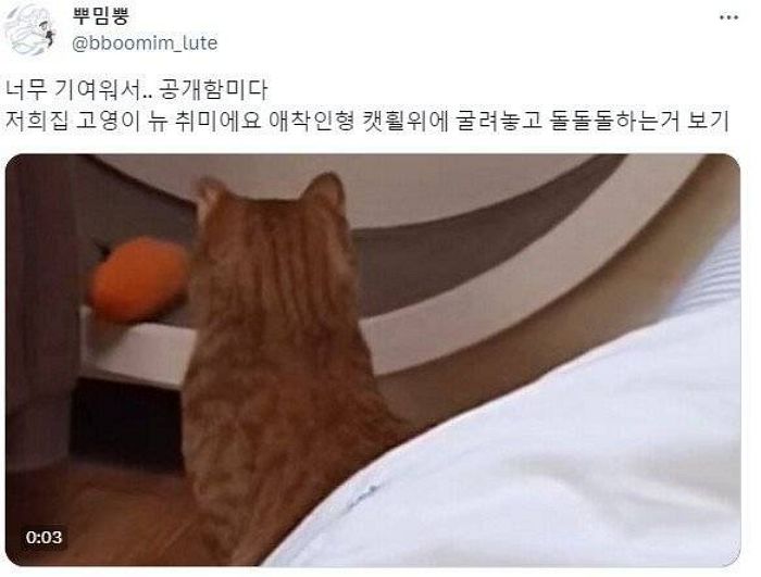 “힘드니까 네가 대신타라”... 애착인형 ‘캣휠’ 태우고 관전하는 냥이 (영상)