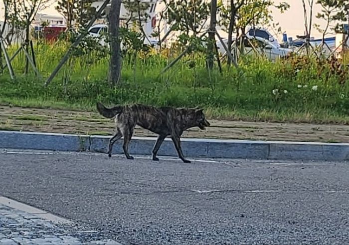 “갑자기 뛰어들어”... 도심에 출몰한 들개 떼로 공포 느끼는 여수 시민들