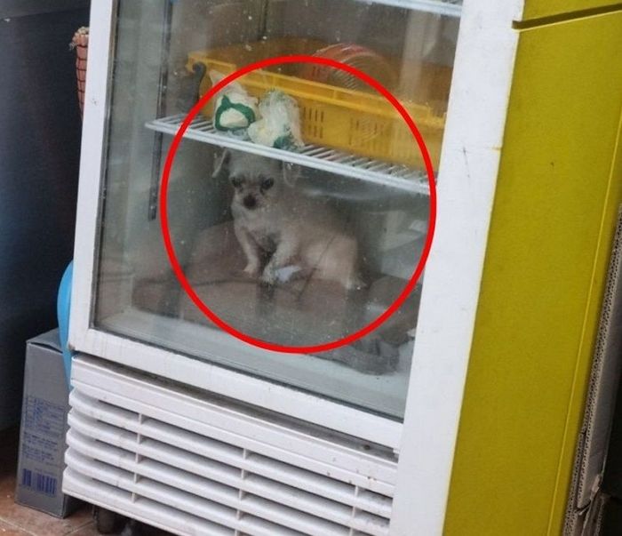 식당 냉장고 안에서 발견된 강아지... ‘동물 학대’ 논란 쏟아지자 주인이 내놓은 해명