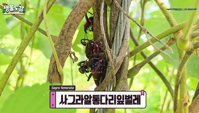 러브버그 끝났나 했는데 이번엔 ‘해충’이... 동남아에 서식하는 ‘이 곤충’, 국내서 집단 서식 포착