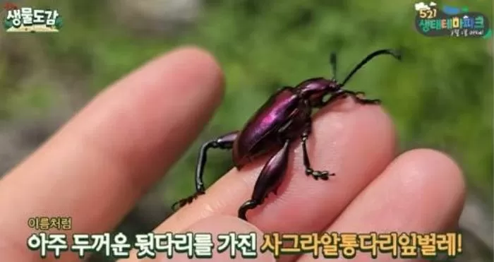 인사이트
