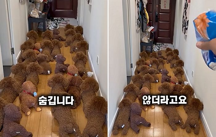 목욕하기 싫어서 똑 닮은 인형들 사이에 ‘은신’한 강아지... “간식 흔들어도 미동없어”