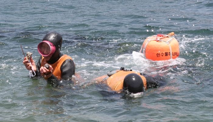 “독도 지켰던 ‘제주해녀’ 돌아온다”... 광복 80주년 맞아 다시 물질