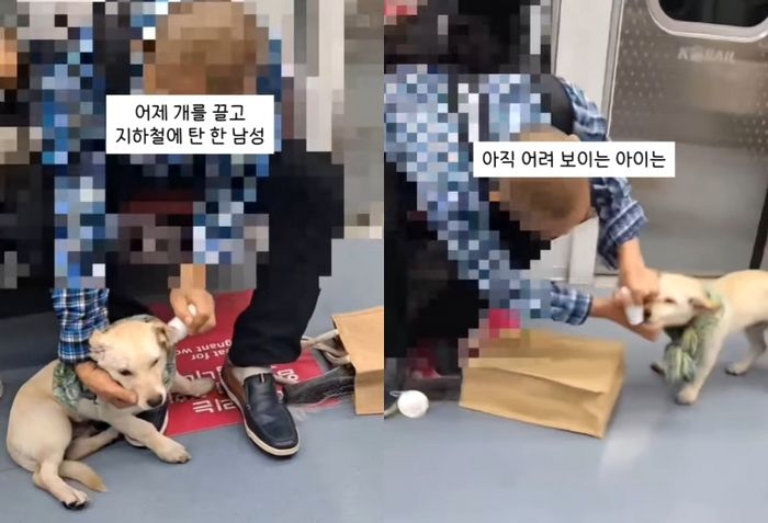지하철서 반려견 얼굴에 ‘물파스’ 바르는 남성... SNS에 올라온 영상, 난리났다