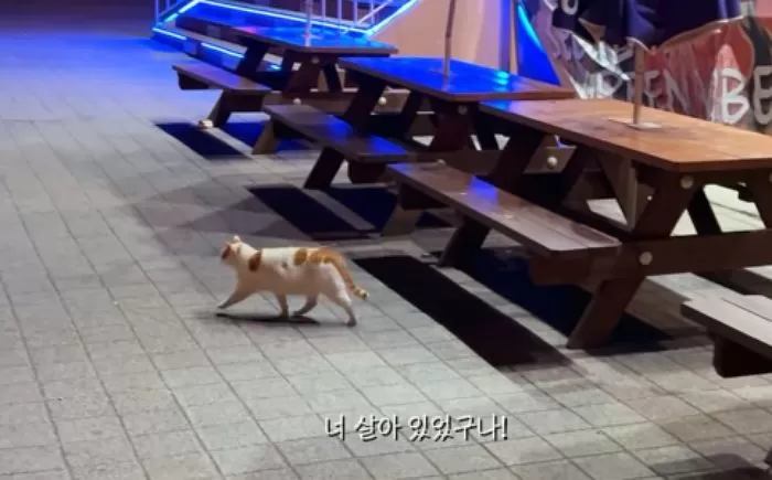 인사이트