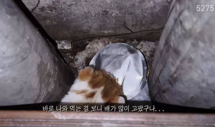 인사이트