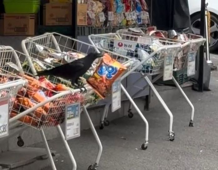 “범죄 현장 소식 듣고 달려왔습니다”... ‘오잉’ 물어가는 까마귀에 롯데까지 등판 (영상)