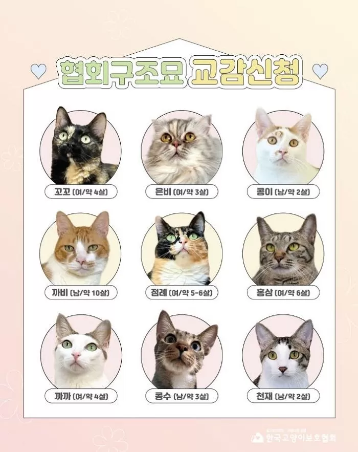 인사이트