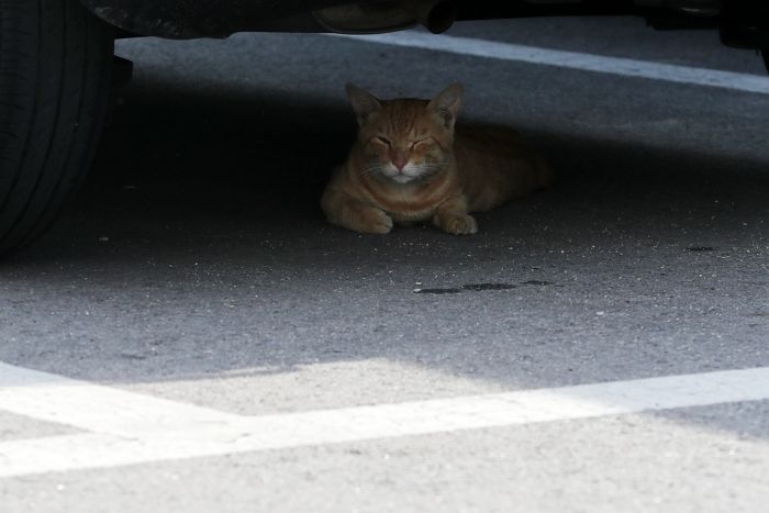 “푹푹 찌는 여름, 길거리서 탈진한 고양이 만난다면 오아시스가 되어 주세요”