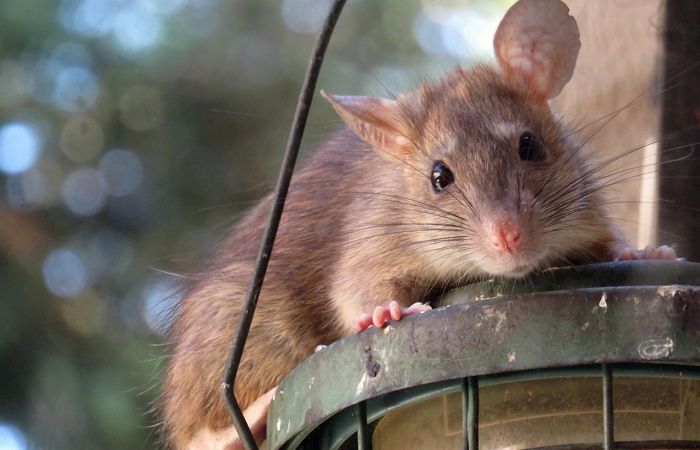 “버스정류장·지하쇼핑몰서 쥐 떼 봤어요”...폭염+침수 이후 서울서 ‘쥐’ 출몰 신고 늘어