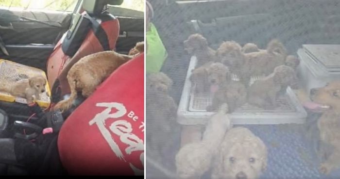 1년 동안 ‘시동꺼진’ 좁은 차 안에서 방치된 푸들 40마리