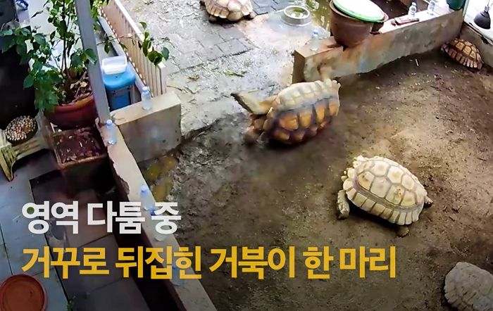 싸우다 뒤집어진 친구 두고 가려다 다시 돌아와 도와준 거북이 (영상)
