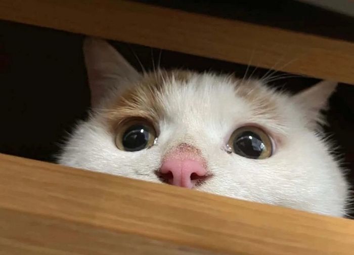 오늘(8일)은 우리집 냐옹이 ‘츄르’ 맘껏 먹게 해주는 ‘세계 고양이의 날’입니다