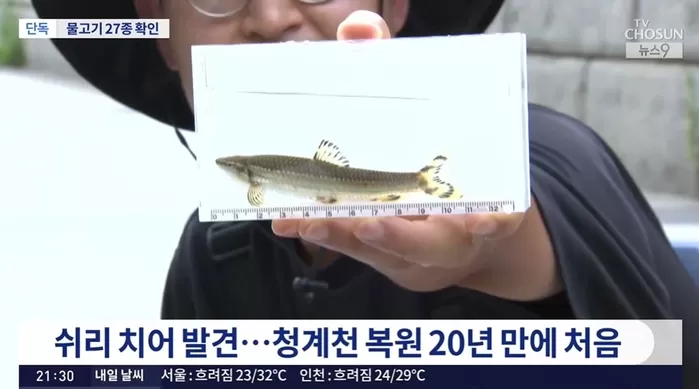 청계천에 팔뚝만 한 가물치·쉬리 치어까지... 복원 20년 만에 OO종 물고기 산다