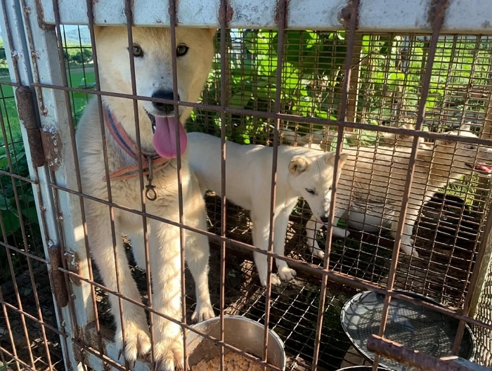 July 1st- This was maybe the fourth time I visited. The dogs beforehand were all sold-dead. This.jpg