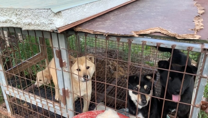 May 13th- My second visit. All these dogs are now likely dead. They never had water when I visit (1).jpg