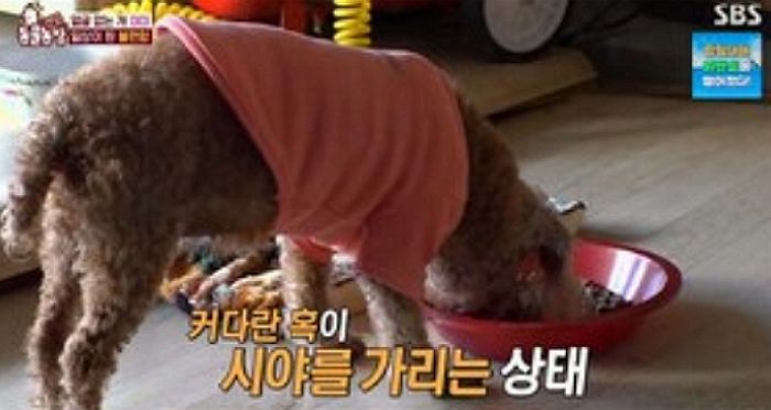 얼굴 뒤덮은 종양 제거한 반려견 미미... 주인 할아버지와 다시 만났다
