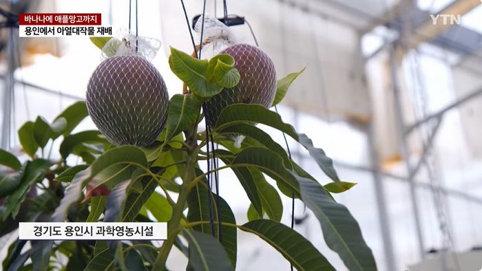 ‘미친 폭염’ 난리지만... “이제 용인에서 바나나·애플망고 재배”