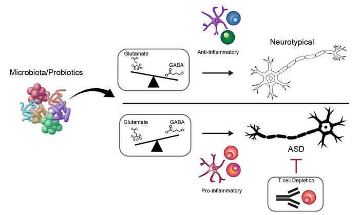 “자폐증 치료의 비밀, ‘이곳’ 미생물 없앴더니 풀렸다”... 국내 연구진이 전한 희소식