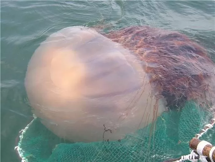 노무라입깃해파리 / 사진=해양수산부 제공