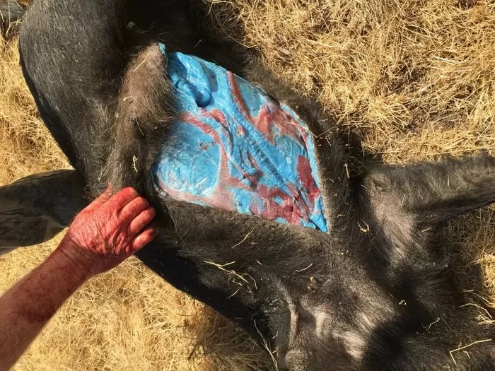 ‘형광 블루’ 속살 가진 멧돼지 발견돼... “조리해도 절대 먹지 말라” 전문가 경고