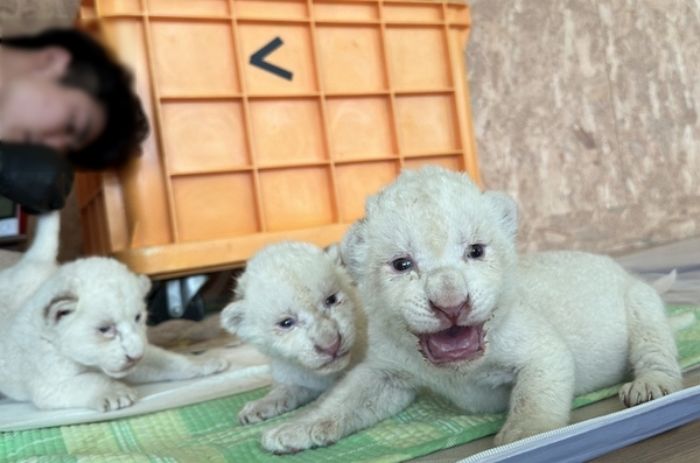 7년 만에 지하사육장에서 구조된 ‘백사자 부부’, 귀여운 아기사자 ‘삼남매’ 낳았다