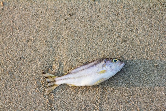 바닷가서 죽은 물고기 밟았다가 다리 ‘절단’ 위기 처한 6살 아이