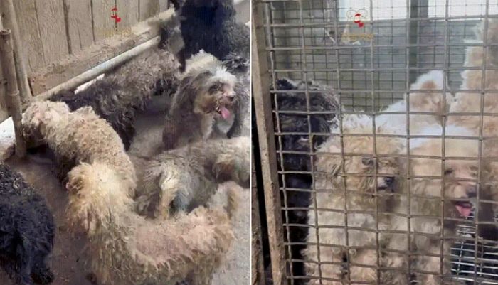 “사람도 옮는다”... 인천서 대규모로 발생한 ‘강아지 성병’