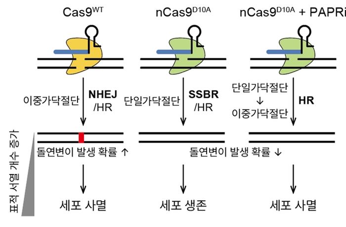 ‘유전자 가위’로 암세포 직접 잘라 죽인다... 새 치료법 가능성