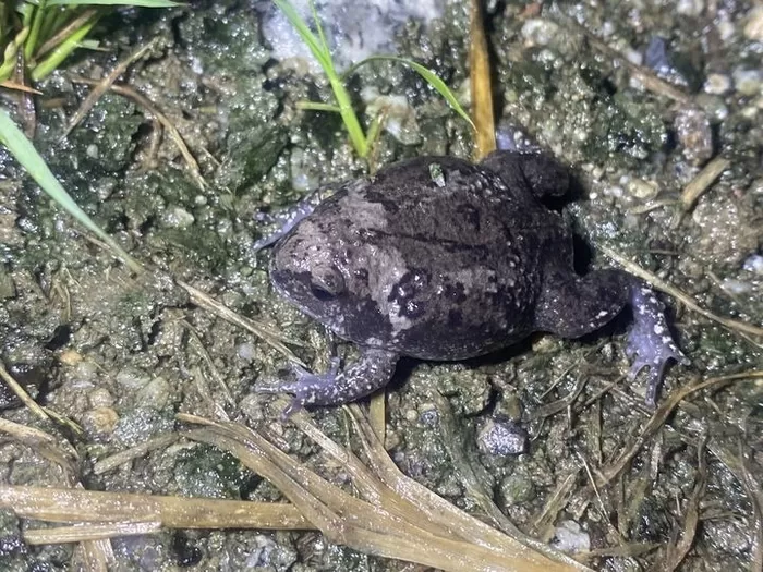 익산 왕궁, 오염 지역에서 ‘멸종위기종’ 집단 서식지로 탈바꿈