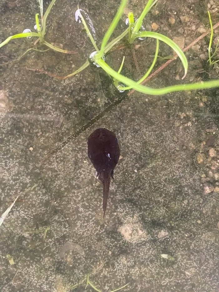 맹꽁이 어린 개체