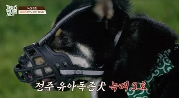 아기보다 반려견이 우선인 엄마... 강형욱, 방송 중 ‘분노’