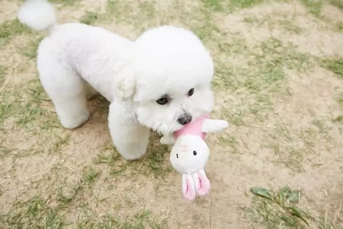 비숑프리제 / 뉴스1