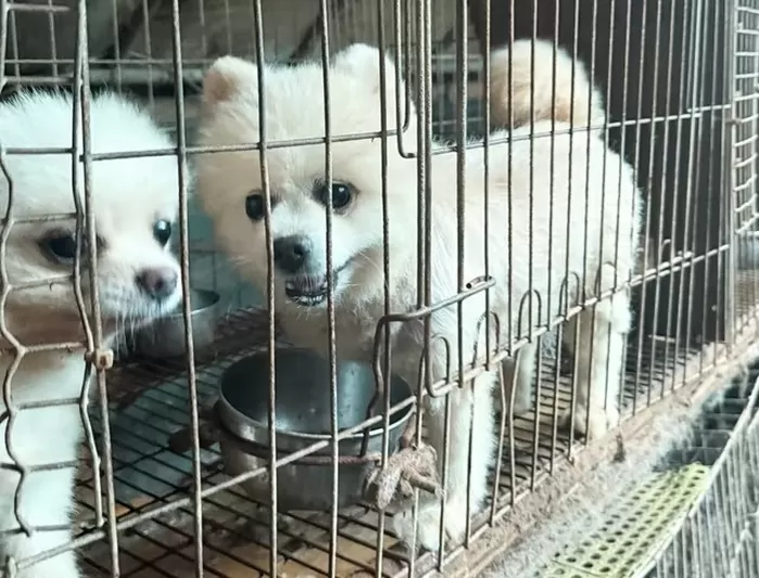 동물자유연대