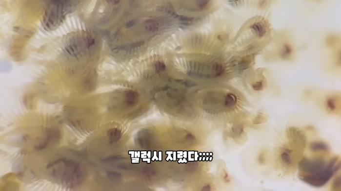 저수지 용연향 이건 동물 입니다 3-35 screenshot.png