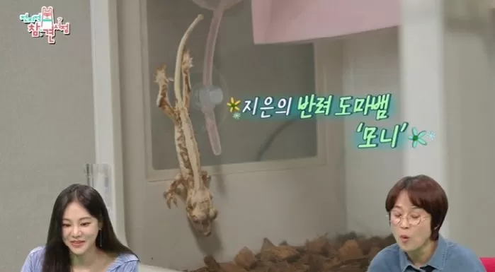 인사이트