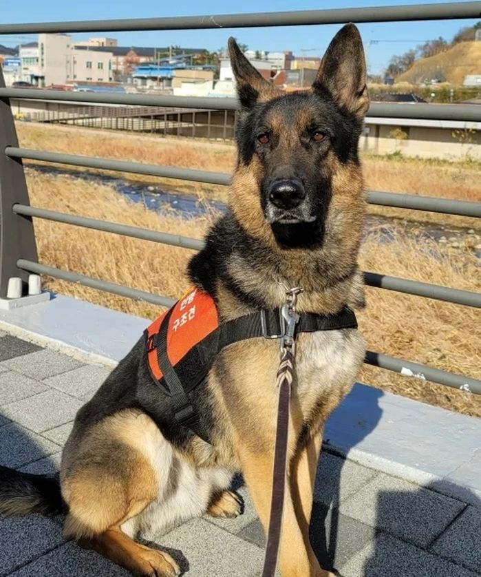 실종 2시간 만에 무사히 집으로 돌아온 자폐 청소년... 구조견 ‘투리’ 활약했다