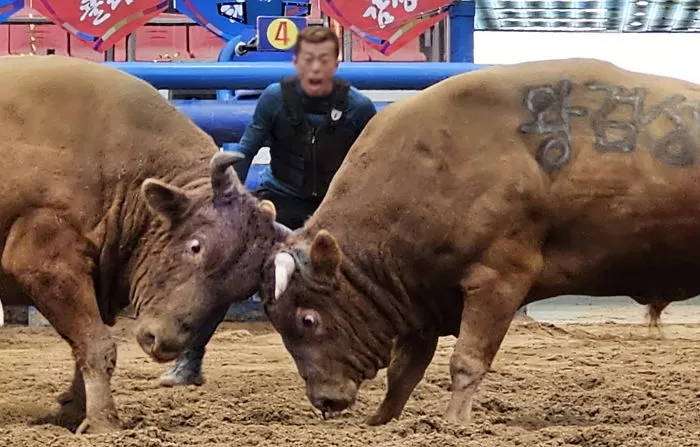 동물보호단체 “소싸움, 전통문화 아닌 동물학대... 즉각 중단해야” 주장