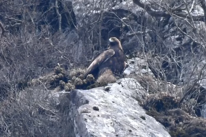 한라산 절벽에 터를 잡은 ‘천연기념물’ 검독수리 가족... 국내서 77년 만의 발견