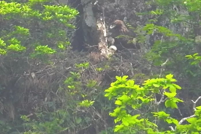 올해 5월 제주 한라산 북쪽 절벽에서 발견된 검독수리 암컷 성조와 유조. 국립생태원 제공