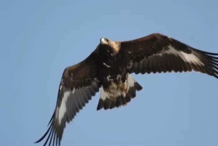 대형 맹금류 검독수리가 나는 모습. 국가유산포털 홈페이지 캡처
